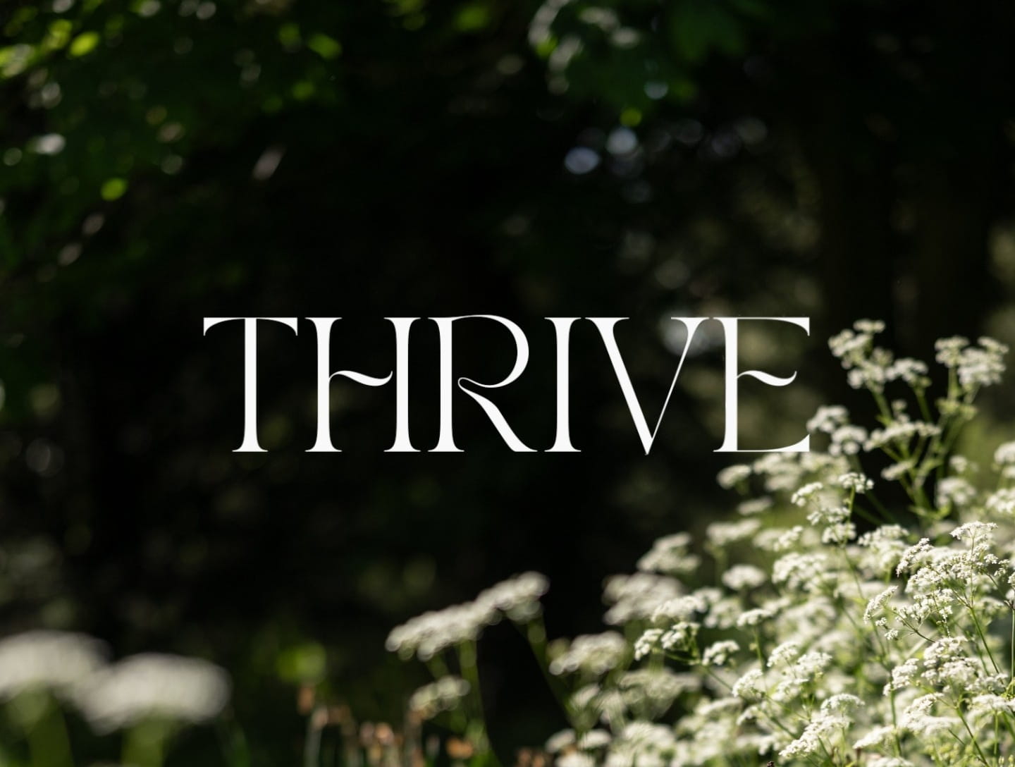 Homepage Offers (27)